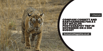 Compare Corbett and Ranthambore for a 5 Day Wildlife Photography Trip in November on a 50K Budget