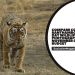 Compare Corbett and Ranthambore for a 5 Day Wildlife Photography Trip in November on a 50K Budget