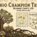 Ohio Champion Trees Delaware County USD Lewis Center