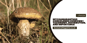 Mycoamaranthus Congolensis
