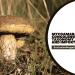 Mycoamaranthus Congolensis