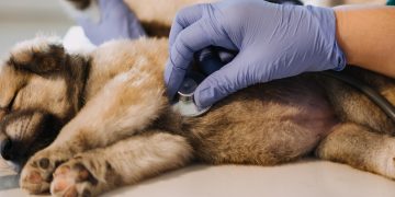 Pet CPR Certification for Emergency Response Preparedness