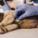 Pet CPR Certification for Emergency Response Preparedness