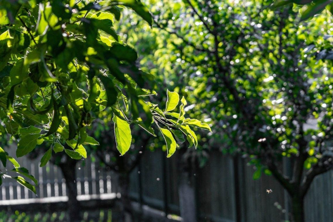 The Beginner’s Guide to Tree Care: 5 Hidden Danger Signs You Should Never Ignore