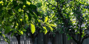 The Beginner’s Guide to Tree Care: 5 Hidden Danger Signs You Should Never Ignore
