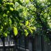 The Beginner’s Guide to Tree Care: 5 Hidden Danger Signs You Should Never Ignore