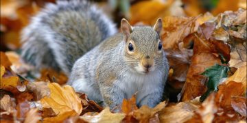 Why Squirrel Control Still Matters In British Gardens And Woodlands