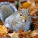 Why Squirrel Control Still Matters In British Gardens And Woodlands