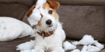 Why Dogs Destroy Toys: Behavior or Boredom?