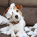 Why Dogs Destroy Toys: Behavior or Boredom?
