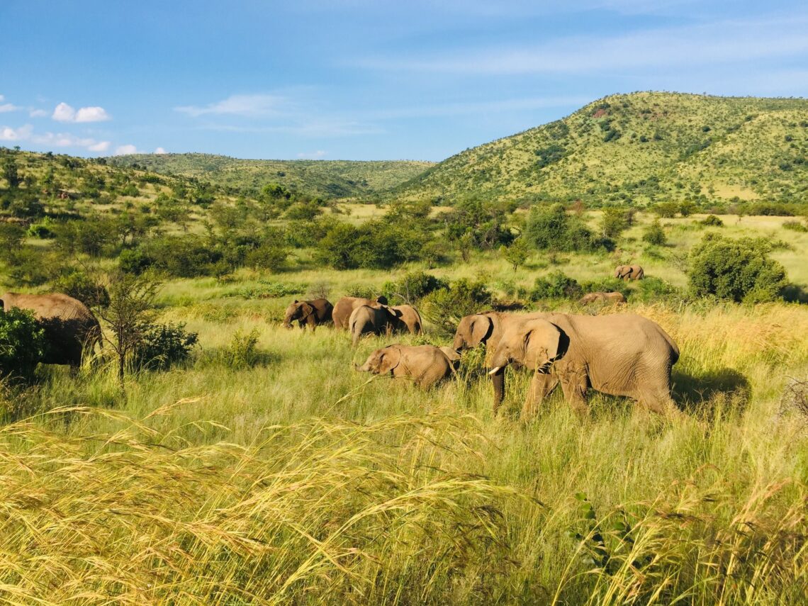 Luxury Family Safaris in Africa: The New Standard for Unforgettable Travel