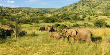 Luxury Family Safaris in Africa: The New Standard for Unforgettable Travel