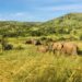 Luxury Family Safaris in Africa: The New Standard for Unforgettable Travel